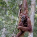 Orangutan bornejský (Pongo pygmaeus) | fotografie