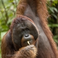 Orangutan bornejský (Pongo pygmaeus) , alfa samec | fotografie
