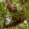 Orangutan bornejský (Pongo pygmaeus) , alfa samec | fotografie