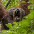 Orangutan bornejský (Pongo pygmaeus) , alfa  samec | fotografie