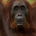 Orangutan bornejský (Pongo pygmaeus) , samice | fotografie