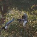 Orel jasnohlasý (Haliaeetus vocifer) vyhání  orla bojovného... | fotografie