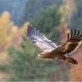 Orel stepní (Aquila nipalensis) | fotografie