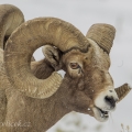 Ovce tlustorohá (Ovis canadensis) | fotografie