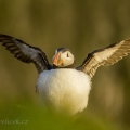 Papuchalk bělobradý , Fratercula arctica, též papuchalk... | fotografie