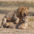 Páření ,  Lev pustinný,  Panthera leo  ( ... více v BLOGu) | fotografie