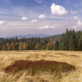 Pastviny Hochschachten (1165 m) , v pozadí Velký Javor (1 456... | fotografie