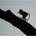Pavián babuin (Papio cynocephalus) | fotografie