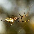 Pavouk (Araneae) | fotografie