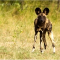 Pes hyenovitý (Lycaon pictus) | fotografie