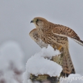 Poštolka obecná (Falco tinnunculus) | fotografie