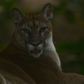 Puma americká (Puma concolor) | fotografie