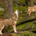 "PÍSEŇ VLKŮ" - Vlk eurasijský (Canis lupus) | fotografie