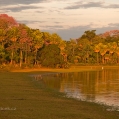 Ráno v Pantanalu | fotografie