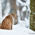 Rys ostrovid (Lynx lynx) | fotografie