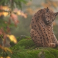 Rys ostrovid (Lynx lynx) | fotografie