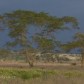 Savana v Keni | fotografie