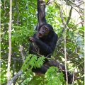 Šimpanz učenlivý (Pan troglodytes) | fotografie