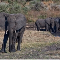 Slon africký (Loxodonta africana) | fotografie