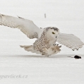 Sovice sněžná (Bubo scandiacus) při lovu | fotografie