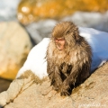 ŠPINDÍRA ....Makak červenolící , též makak japonský /... | fotografie