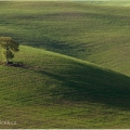 Stín a jeho strom | fotografie
