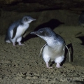 Tučňák nejmenší (Eudyptula minor), nejmenší druh... | fotografie