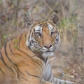 Tygr bengálský (Panthera tigris tigris) - ČLÁNEK V BLOGU | fotografie
