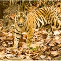 Tygr bengálský (Panthera tigris tigris) - ČLÁNEK V BLOGU | fotografie