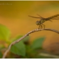 Vážka (Odonata) | fotografie