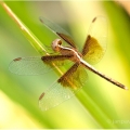 Vážka (Odonata) | fotografie