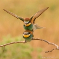 Vlha pestrá, páření (Merops apiaster) | fotografie