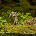 Vlk eurasijský (Canis lupus ) | fotografie