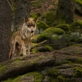 Vlk eurasijský (Canis lupus) | fotografie