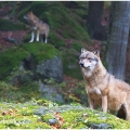 Vlk eurasijský  (Canis lupus) | fotografie