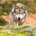 Vlk eurasijský (Canis lupus) | fotografie