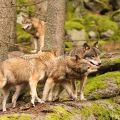 Vlk eurasijský (Canis lupus) - Alfa pár | fotografie