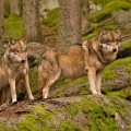 Vlk eurasijský (Canis lupus) - nový Alfa pár | fotografie