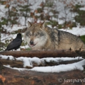 Vlk eurasijský (Canis lupus)  vs. Krkavec velký (Corvus corax) | fotografie