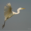 Volavka bílá (Agrea alba) | fotografie