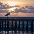 Volavka bílá (Ardea alba) | fotografie