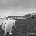 Zátoka velrybářů,  Whaler´s Bay /Tučňák uzdičkový... | fotografie