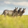 Zebra stepní/Zebra Burchellova (Equus quagga) | fotografie