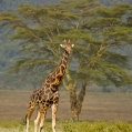 Žirafa Rothschildova (Giraffa camelopardalis rothschildi), | fotografie