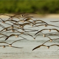 Zoboun africký (Rynchops flavirostris) | fotografie